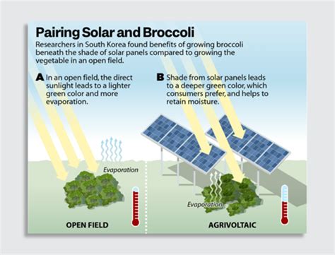 how are solar panels similar to plants